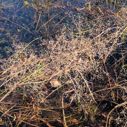 Alismataceae